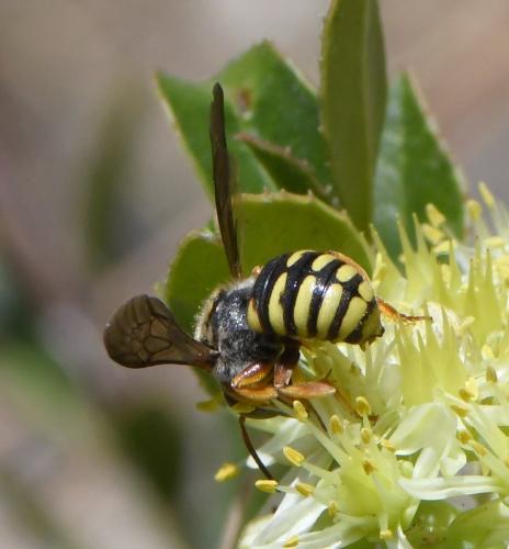 Réf. 262 774 : Rhodanthidium infuscatum